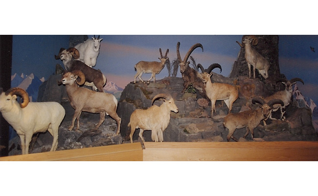 Oakes Museum of Natural History